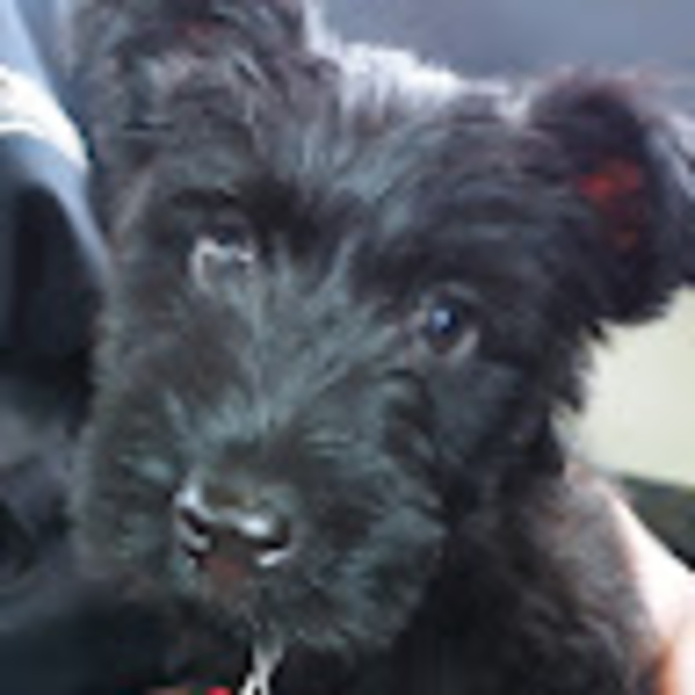 Meet your Posher, Alyssia